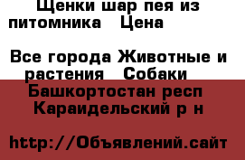 Щенки шар-пея из питомника › Цена ­ 15 000 - Все города Животные и растения » Собаки   . Башкортостан респ.,Караидельский р-н